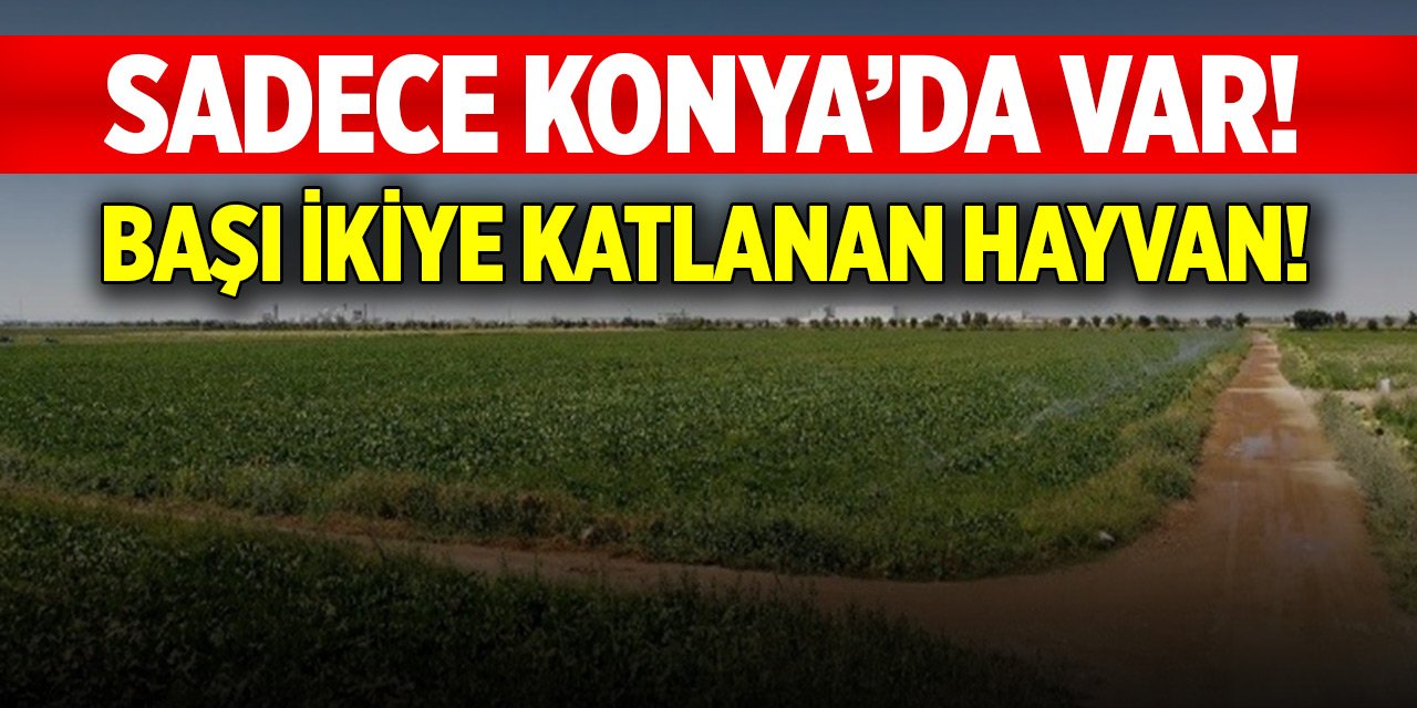 Sadece Konya’da var! Bu hayvanın başı ikiye katlanıyor