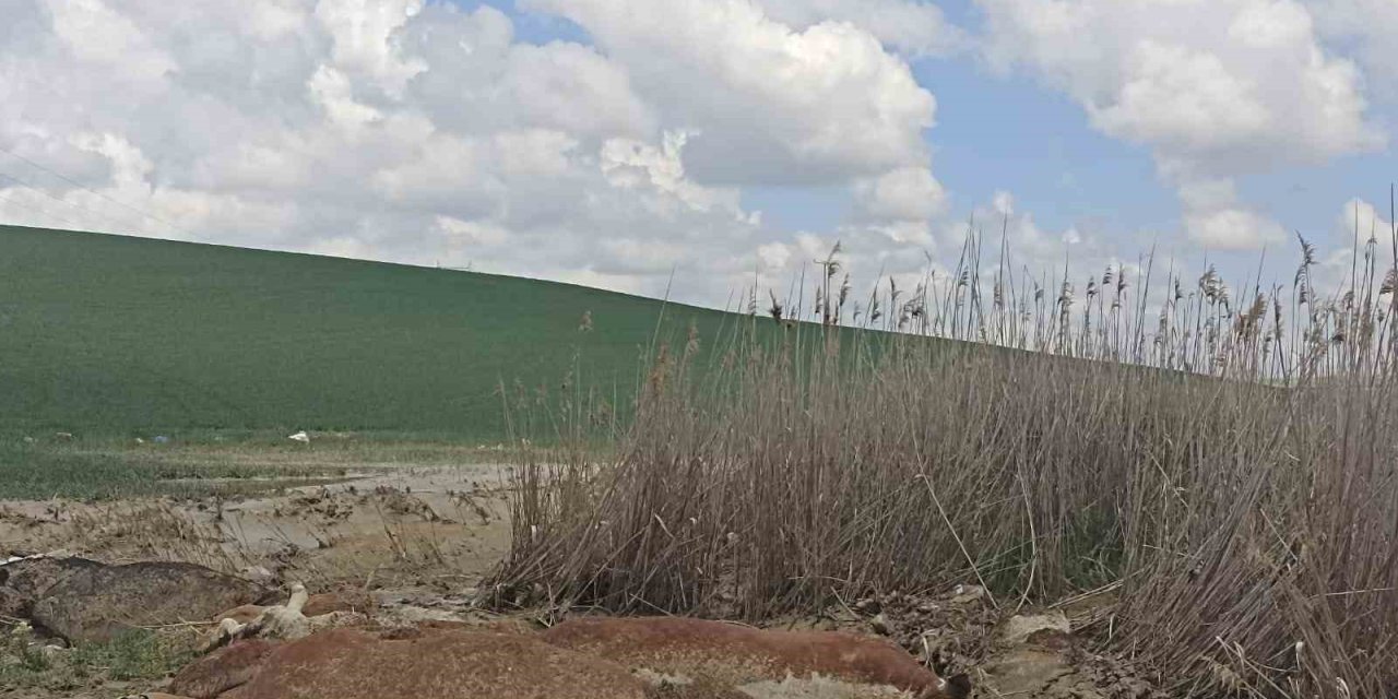 17 büyükbaş hayvan telef oldu