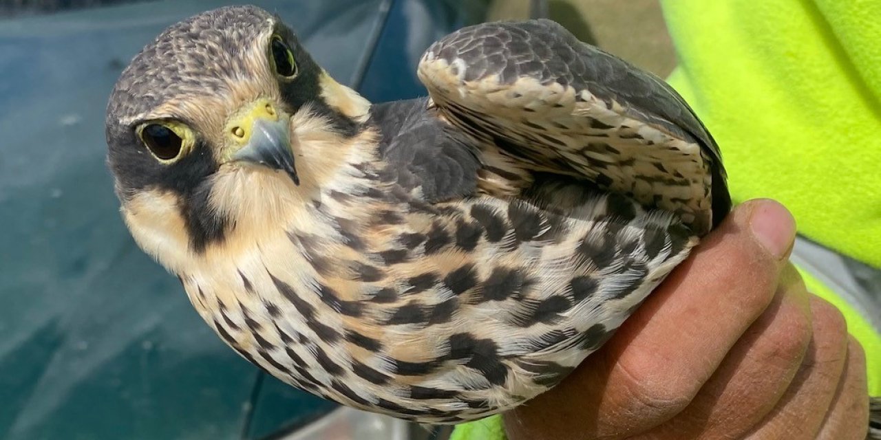 Konya’daki delice doğan koruma altında