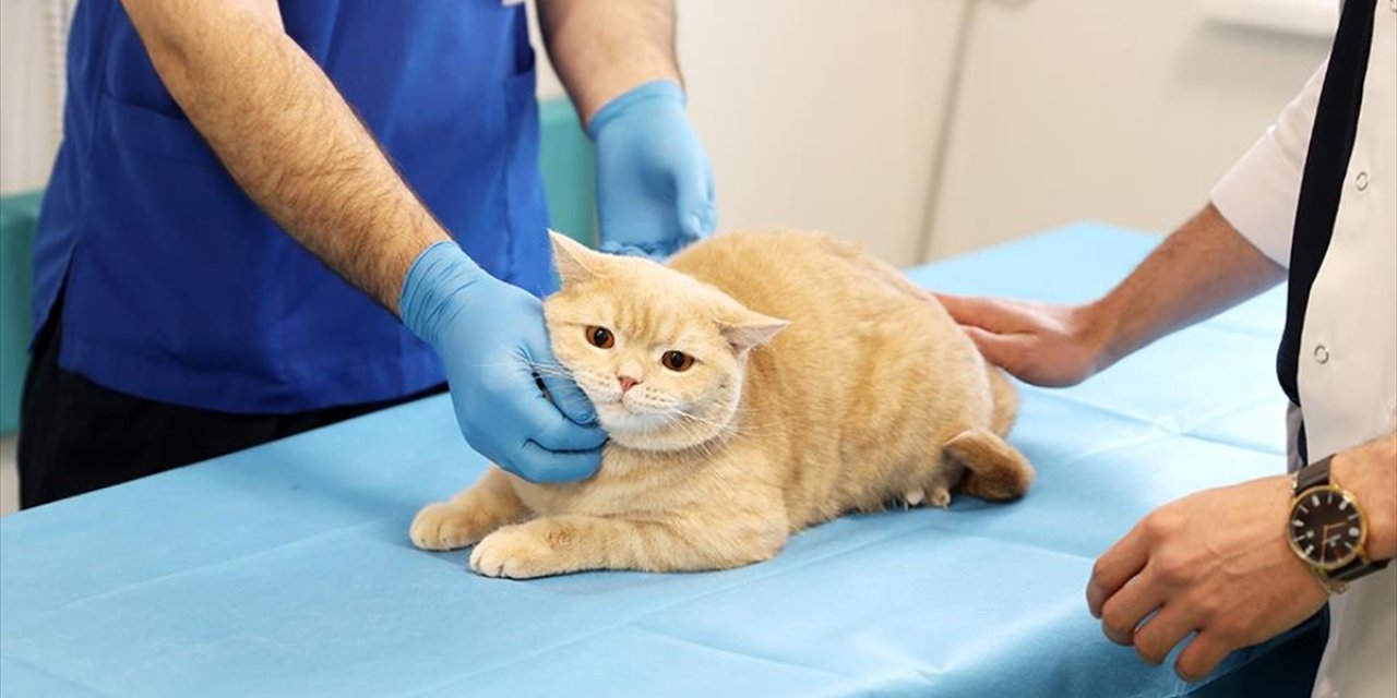 Konya'da dişleri kırılan "Hani" artık rutinine kavuştu