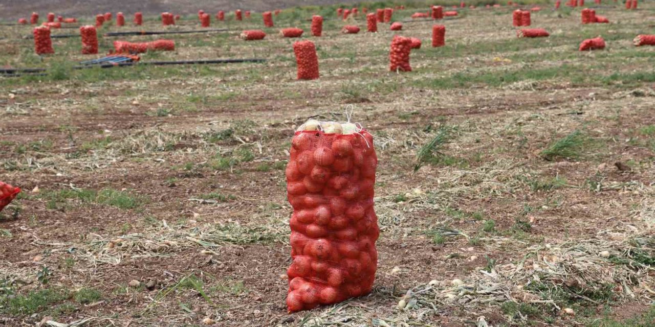 Soğan, tarladan 8 TL’den alıcı buluyor