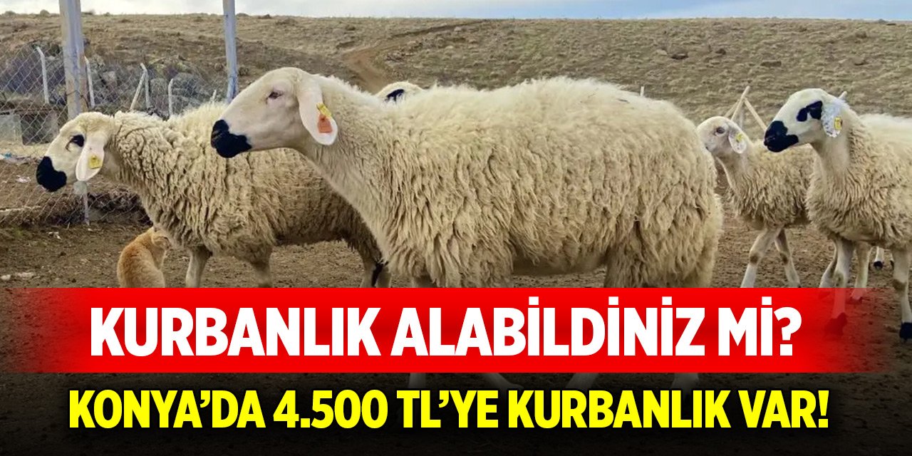 Konya’da 4.500 TL’ye kurbanlık var!