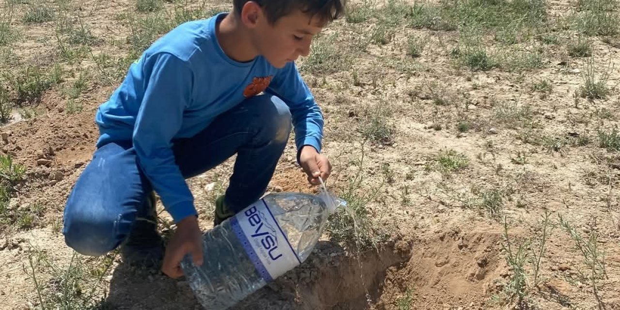 Konya Karapınar’da mavi servi fidanı toprakla buluştu