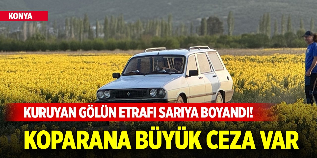Kuruyan Akşehir Gölü kıyısındaki 150 dekarlık alanda "Eber sarısı" çiçek açtı