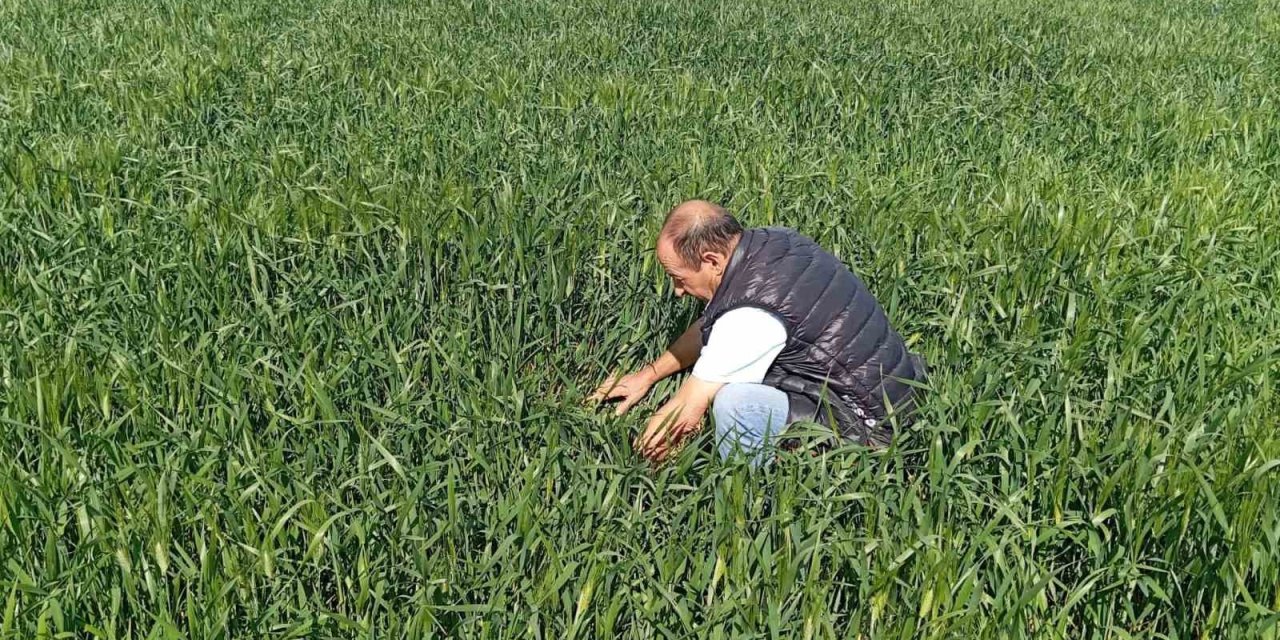 Konya Ereğli’de süne kımıl sürvey çalışmaları başladı