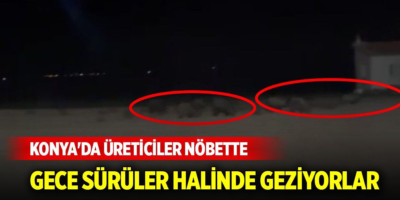 Konya'da gece sürüler halinde geziyorlar... Üreticiler nöbette