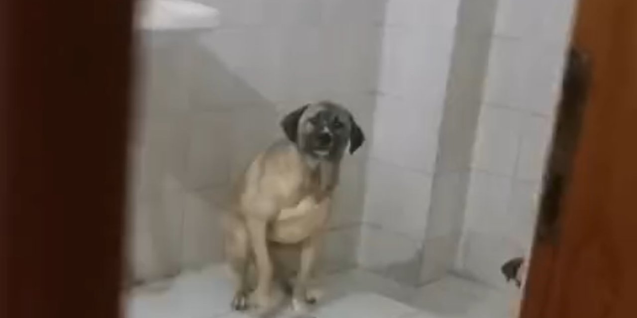 Evinde 12 köpekle yaşayan kadın gözaltında