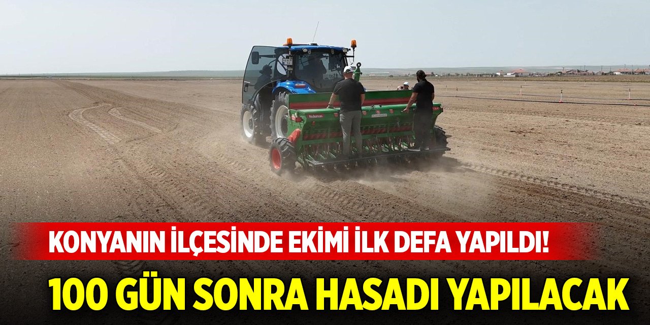 Konyanın ilçesinde ekimi ilk defa yapıldı! 100 gün sonra hasadı yapılacak