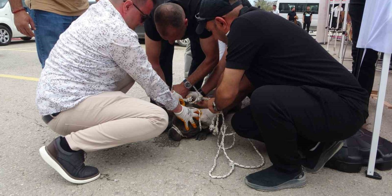 Etkinlikte pitbull dehşeti