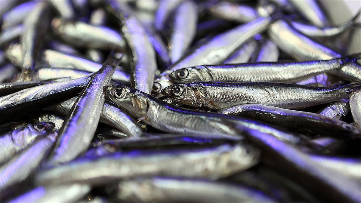 Hamsi altın gibi değerli! 4 ayda 4,7 milyon dolar