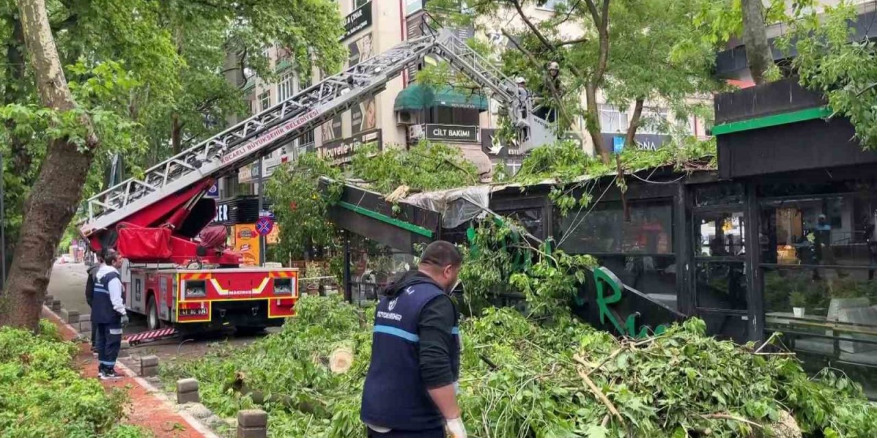 Dev ağaç kafenin üzerine devrildi
