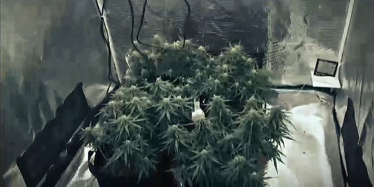 Gardırobu açtılar sera çıktı