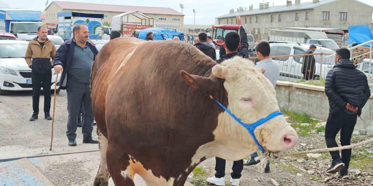 Kurbanlıklar görücüye çıktı