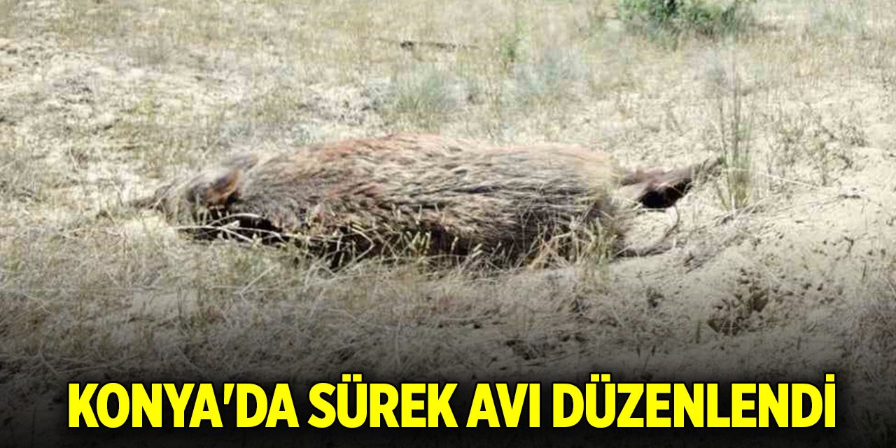 25 lisanslı avcı katıldı... Konya'da sürek avı düzenlendi
