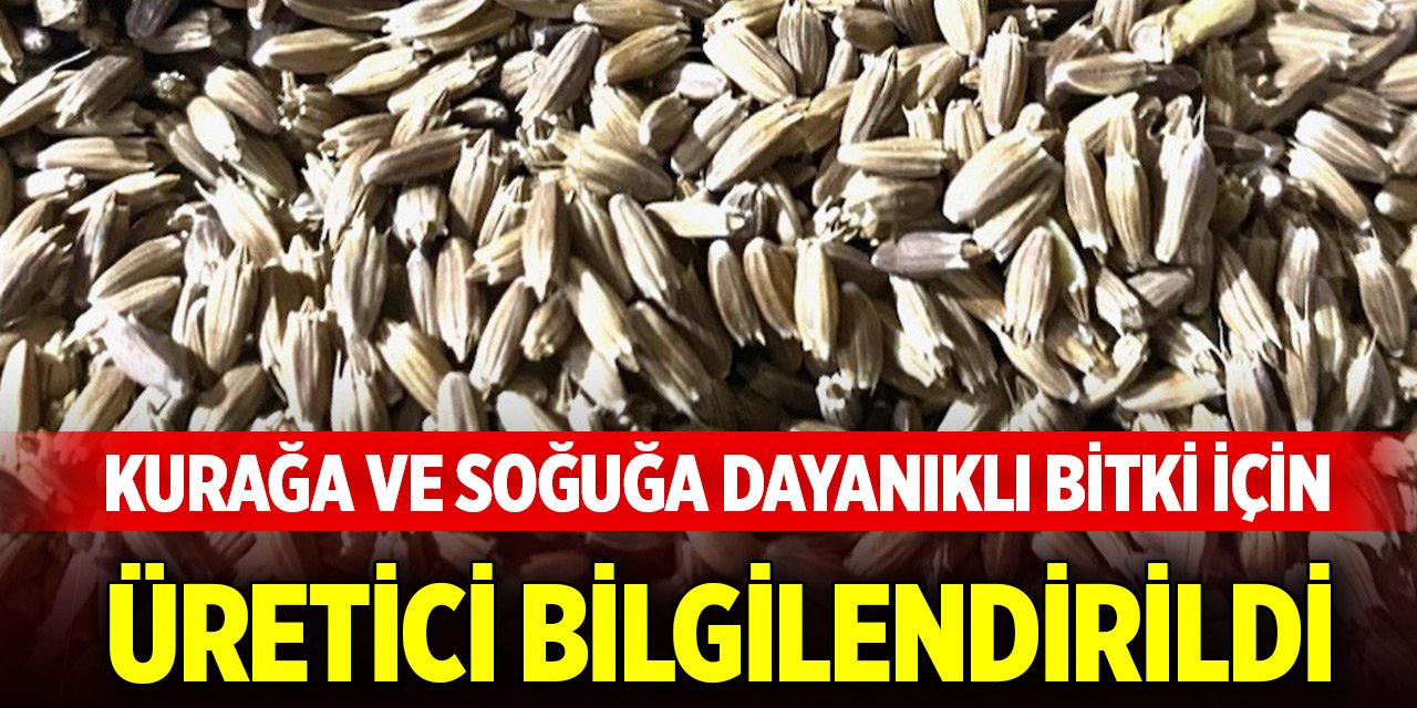 Konya'da kurağa ve soğuğa dayanıklı bitki için üretici bilgilendirildi
