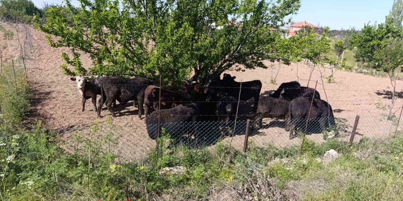 Angus yüklü tır devrildi, 1 kişi yaralandı