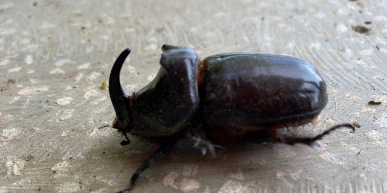 Dünyanın en güçlü böceği Türkiye'de bulundu