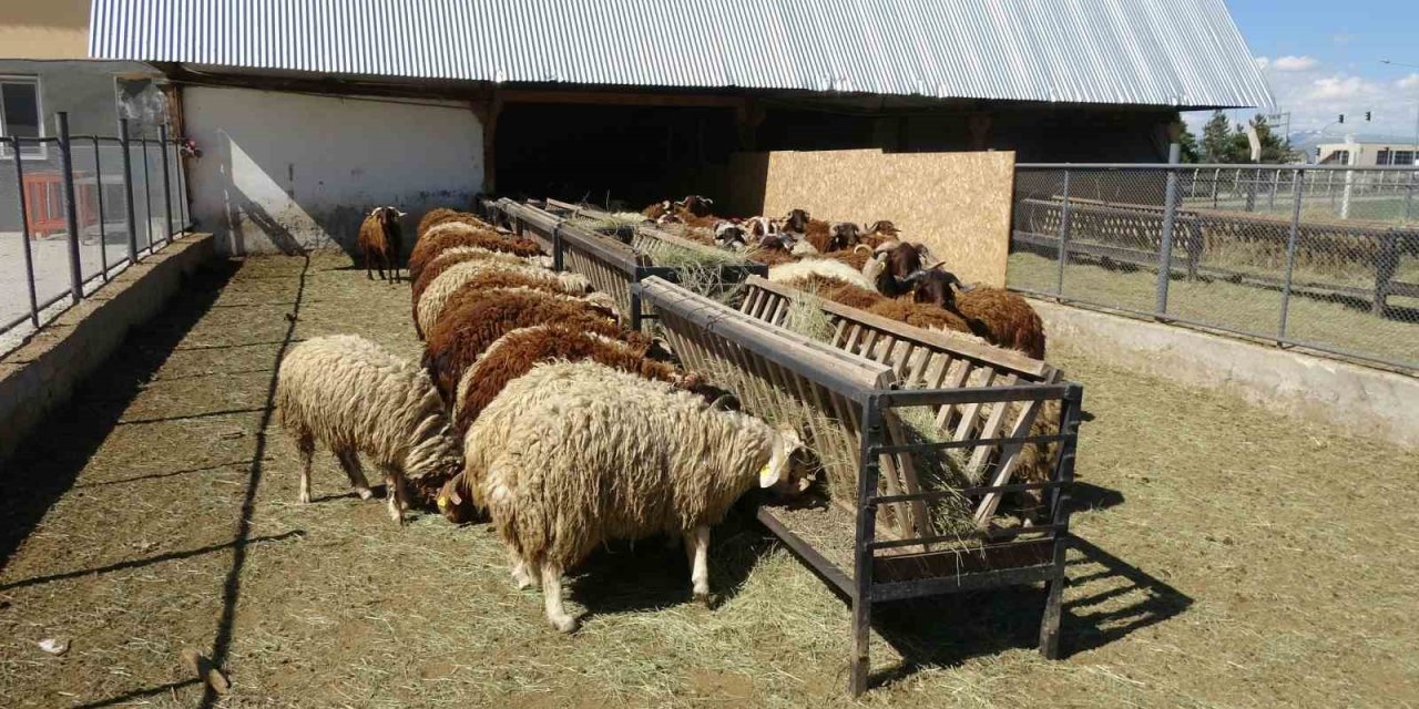 Bunlar da üniversiteli kurbanlıklar