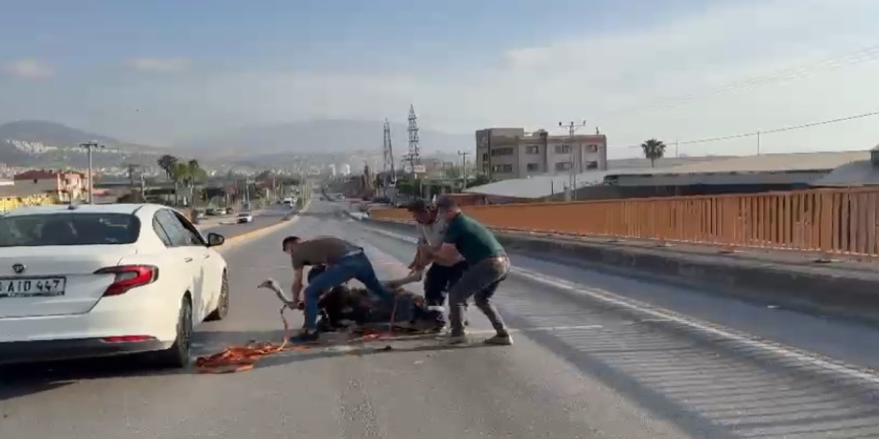 Deve kuşu ortalığı birbirine kattı