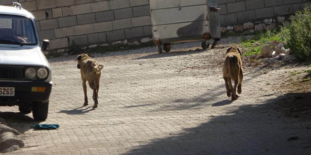 Köpek saldırısında 5 yaşındaki çocuk yaralandı