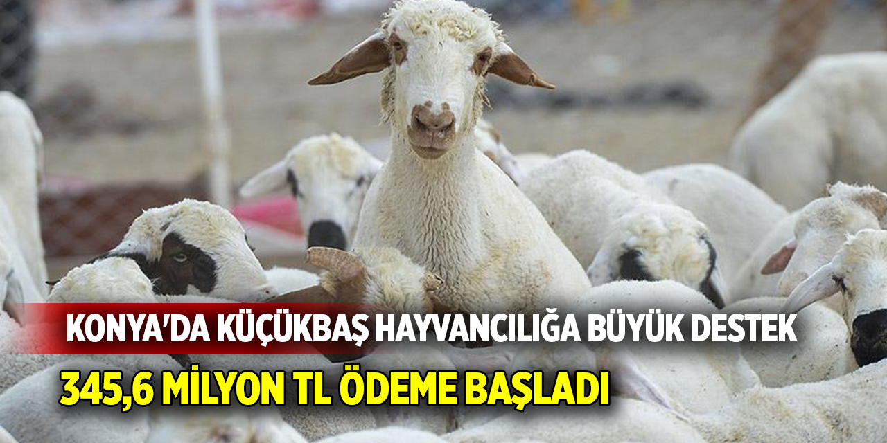 Konya'da Küçükbaş Hayvancılığa Büyük Destek: 345,6 Milyon TL Ödeme Başladı