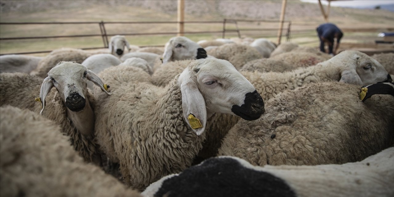 Kurban seçimi ve kesimiyle ilgili dikkat edilecek hususlar