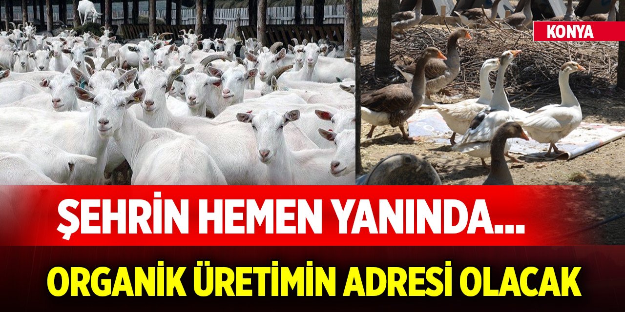 Şehrin hemen yanında... Konya'da organik üretimin adresi olacak