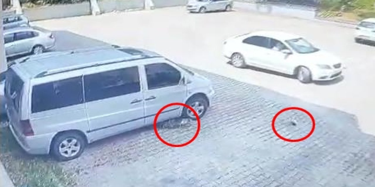 Otomobilin altında kalan yavru kedi öldü, annesi başından ayrılmadı