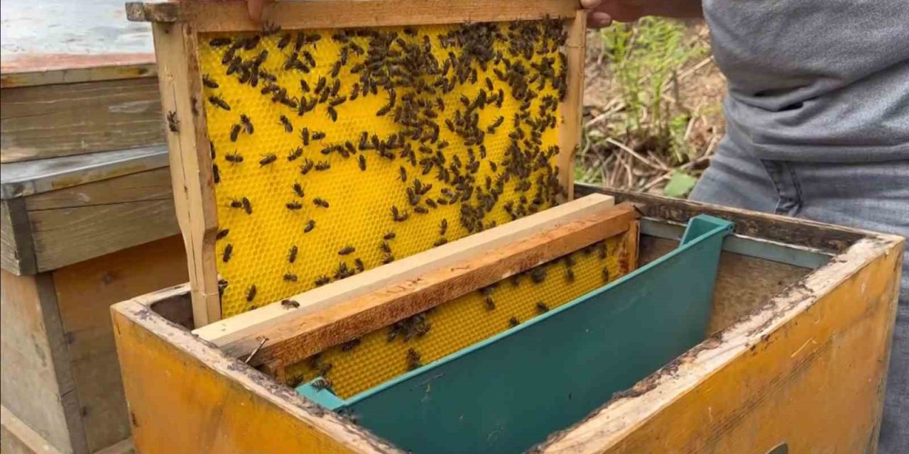 Bu balın azı şifa, fazlası tehlike