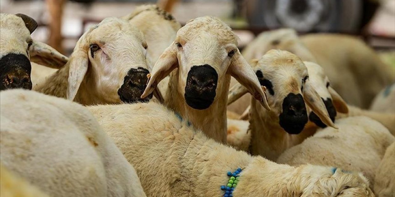 Bu vakitlerde kesilen kurbanlar geçersiz!