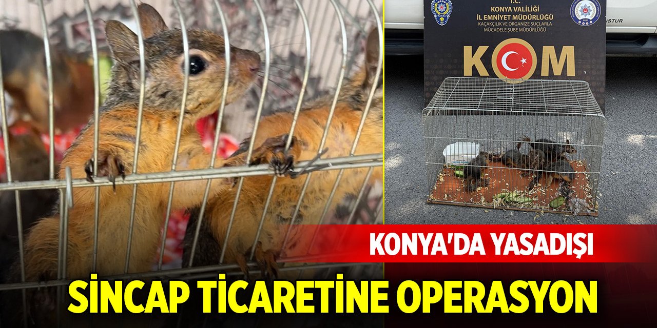 Konya'da yasadışı sincap ticaretine operasyon