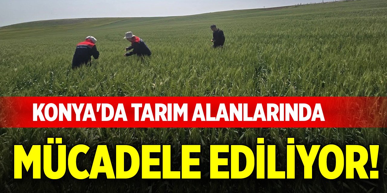 Konya'da tarım alanlarında mücadele ediliyor!