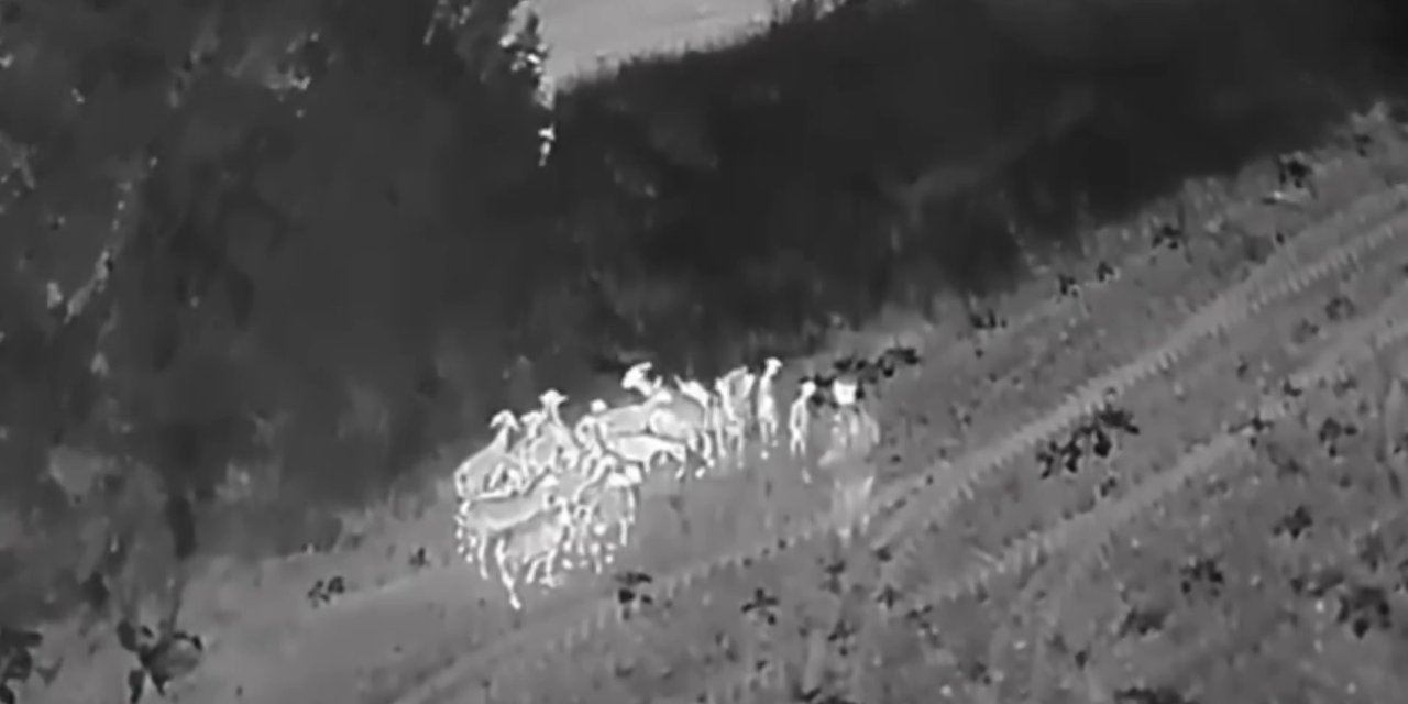 Kaybolan 27 küçükbaş termal dronla bulundu