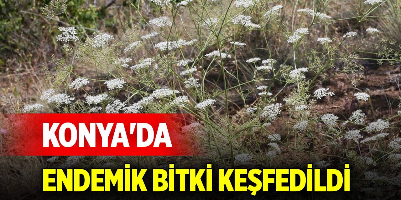 Konya'da endemik bitki keşfedildi