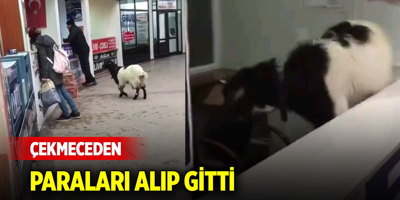 Otogara giren inatçı keçi çekmeceden paraları alıp gitti