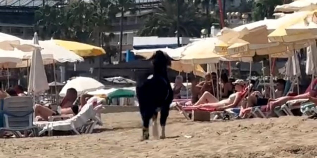 Antalya'da kaçan kurbanlık keçi, Kleopatra Plajı'na girdi