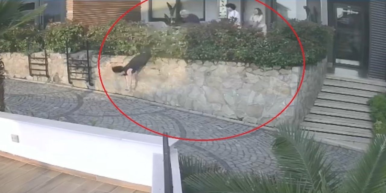 Ordu’da komşu tartışması: Doktorun iteklediği kadın düşerek ağır yaralandı