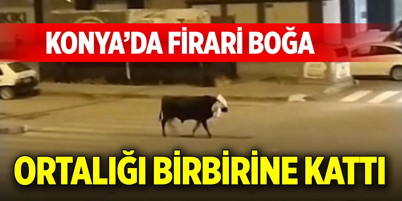 Konya’da firari boğa ortalığı birbirine kattı
