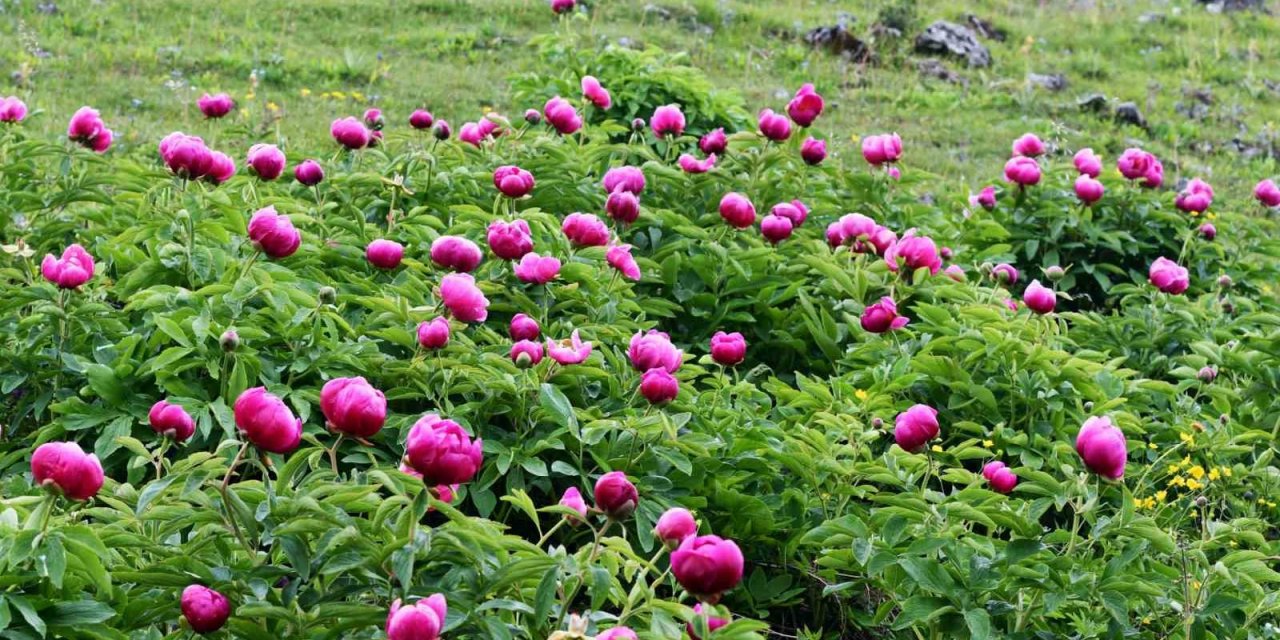 Koparmanın cezası yarım milyon!