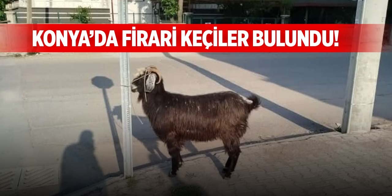 Konya’da firari keçiler bulundu!