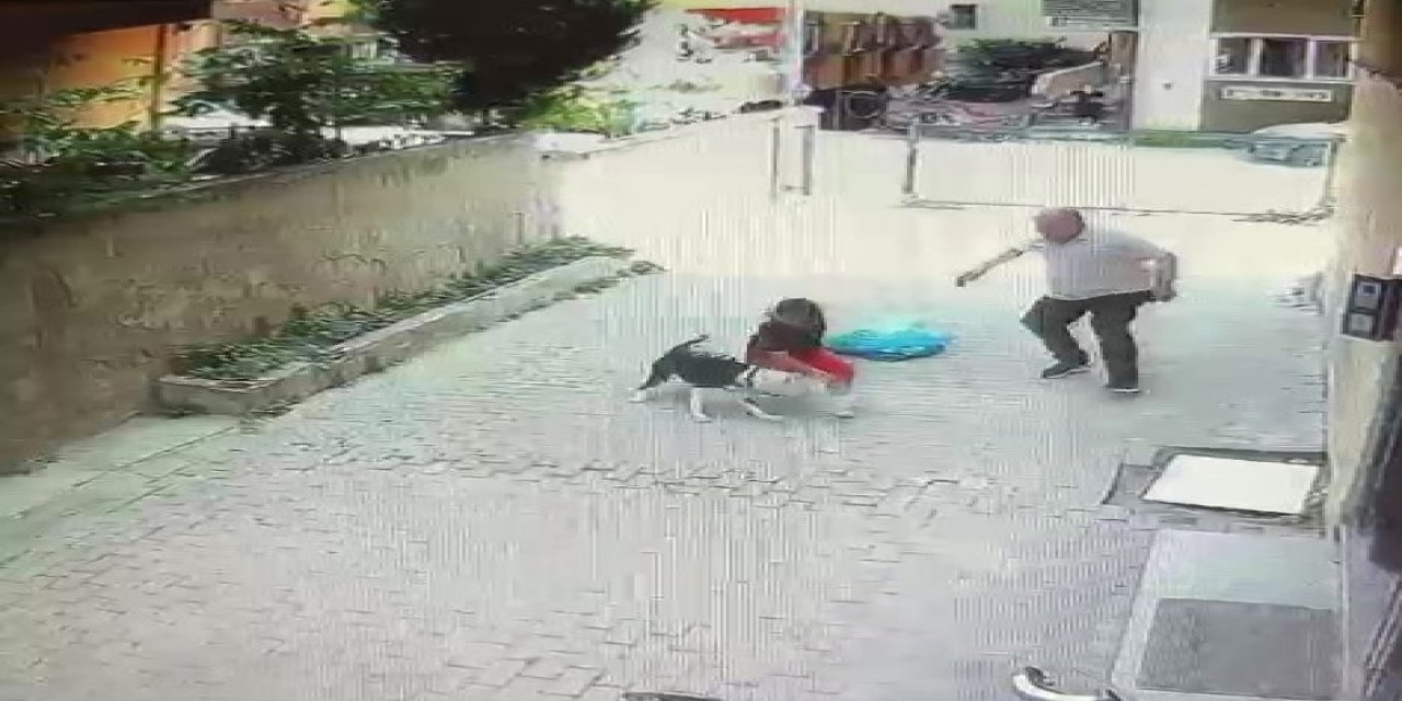 Pitbull dehşet saçtı!