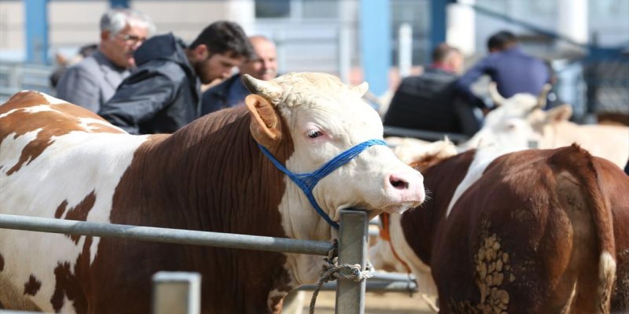 ESK, pazarlara gönderilemeyen kurbanlıkları da satın alacak