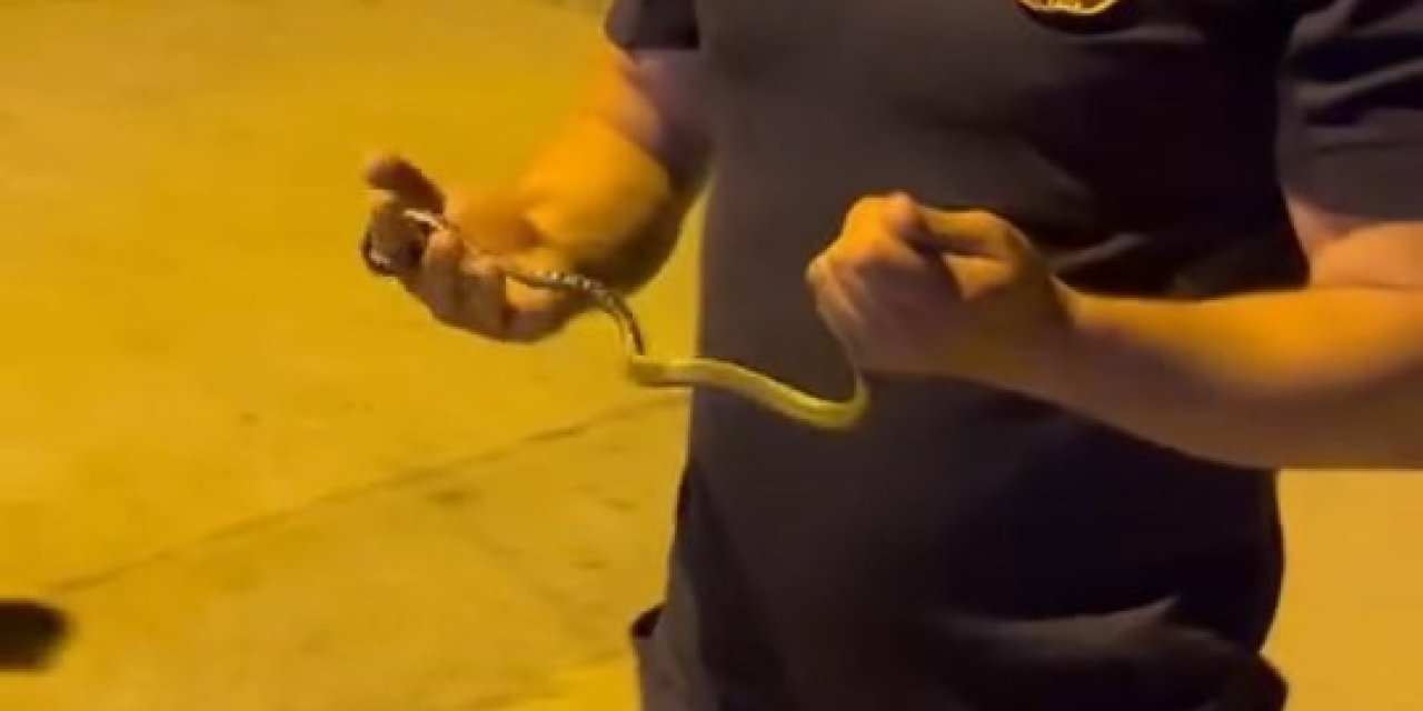 Yılanı tek hamlede çıkardı