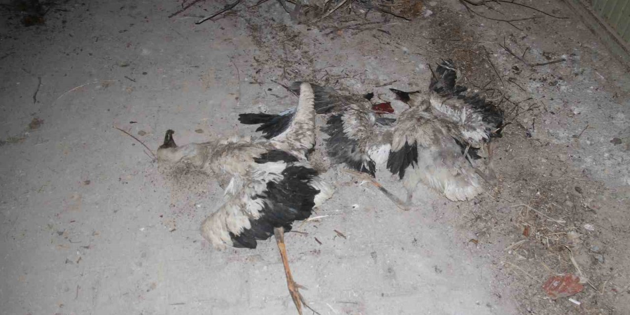 Konya'da yavru leylekler telef oldu