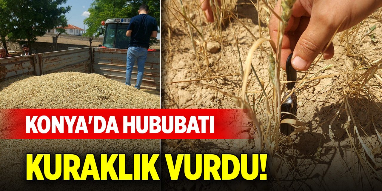 Konya'da hububatı kuraklık vurdu! 256 dekar olan arpa tarlasından yalnızca 1 ton arpa elde edildi