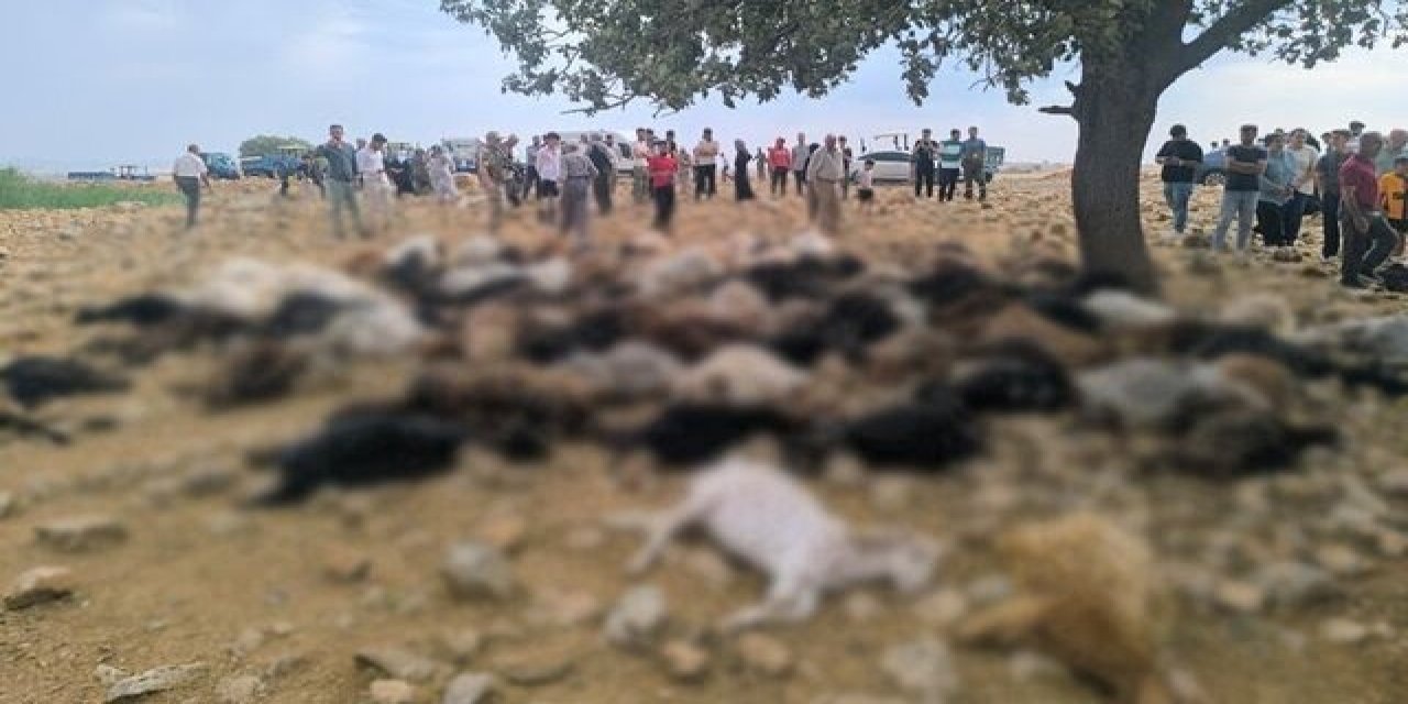 Yıldırım isabet eden 99 küçükbaş öldü
