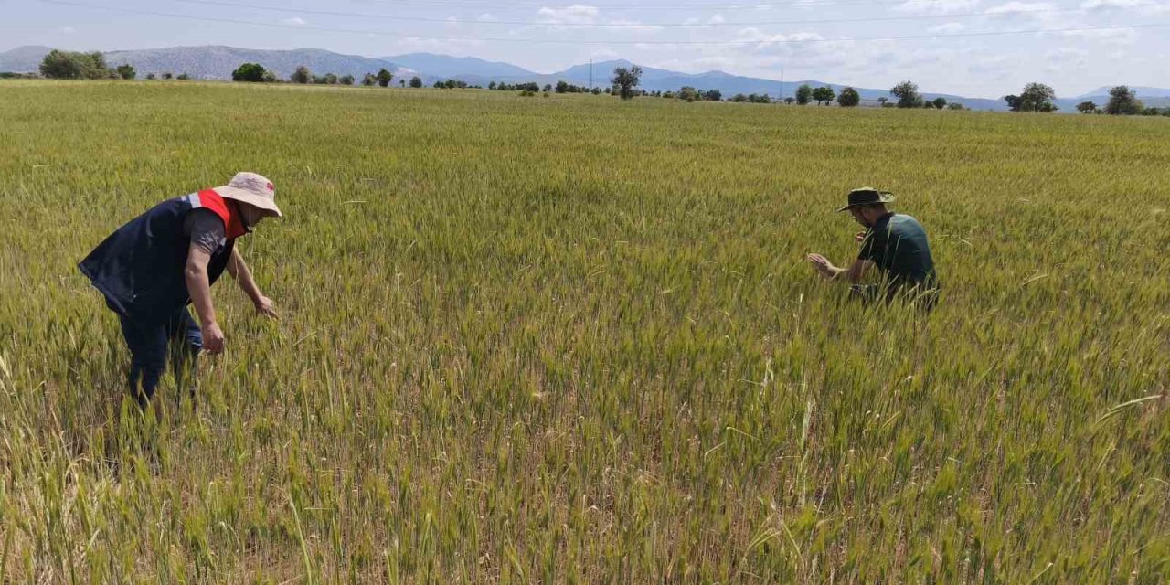 Konya Beyşehir’de hububat ekili alanlara yakın takip