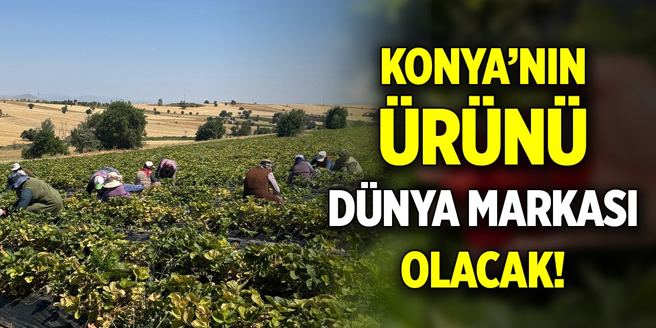 Konya'nın ürünü dünya markası olacak!
