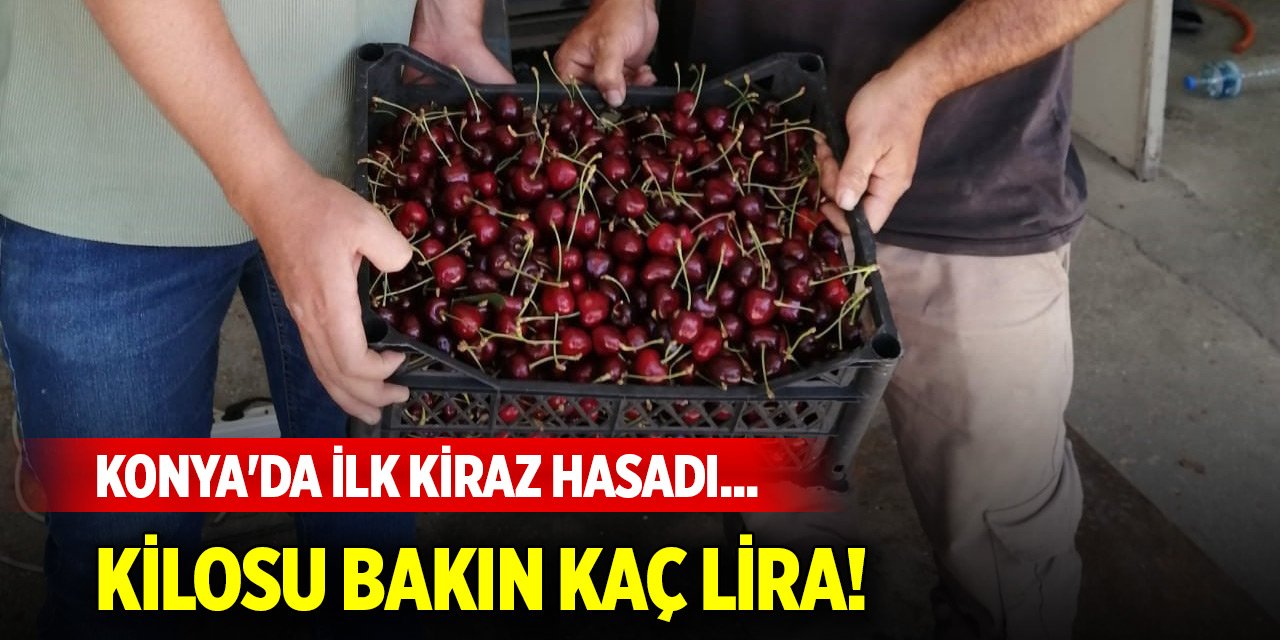 Konya'da ilk kiraz hasadı... Kilosu bakın kaç lira!
