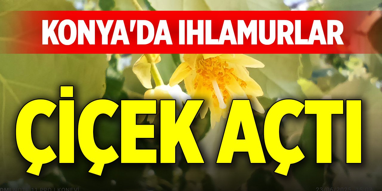 Konya'da ıhlamurlar çiçek açtı